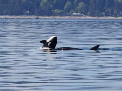 Why Are Whale Watching Tours in Vancouver Island So Famous