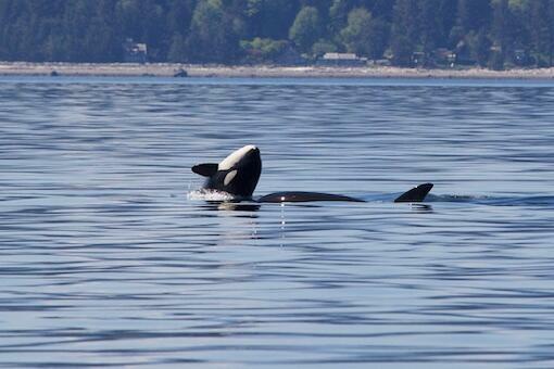 Why Are Whale Watching Tours in Vancouver Island So Famous